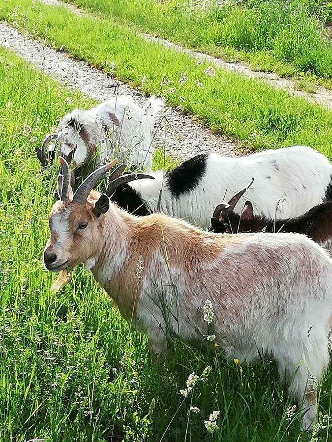Apartmán Zantnhof Rohrabrunn Exteriér fotografie